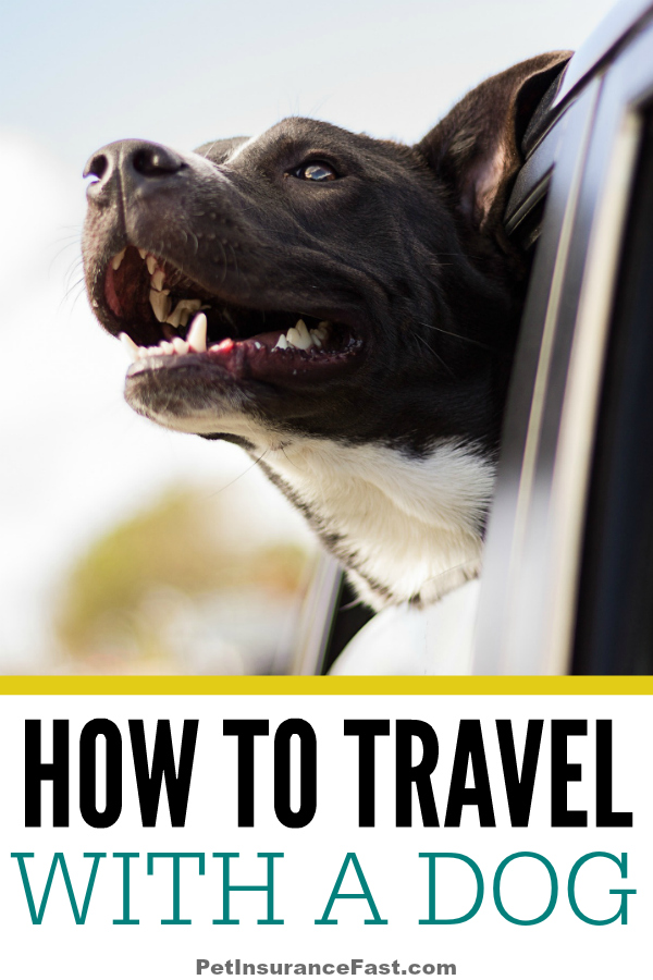 How to Travel with a Dog