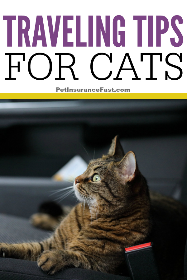 Traveling Tips for Cats